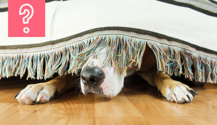 Cómo ayudar a tu perro a no tener miedo de los petardos en la noche de