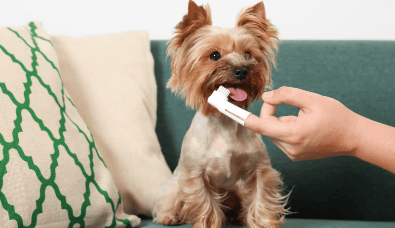 Cepillo de dientes pequeño para perro