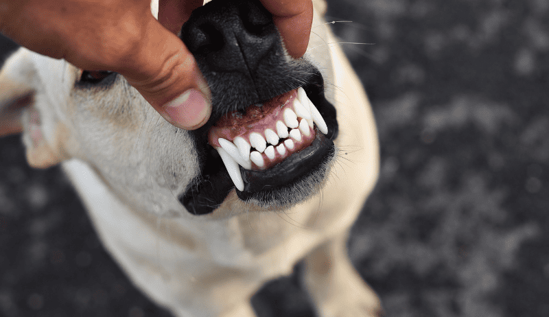 Dientes de perro