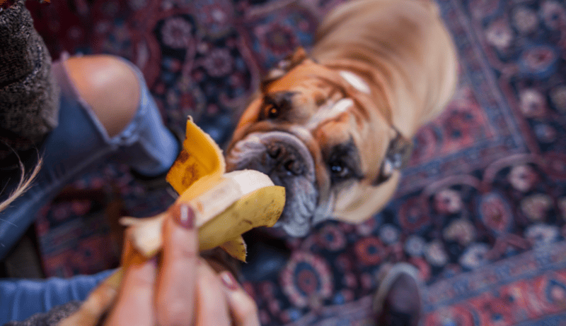 Perro comiendo platano