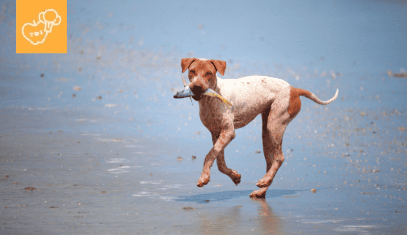 ¿Los perros pueden comer pescado? - Guía completa