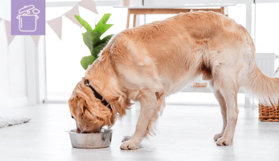 Aceite de salmón para perros: para qué sirve y sus beneficios