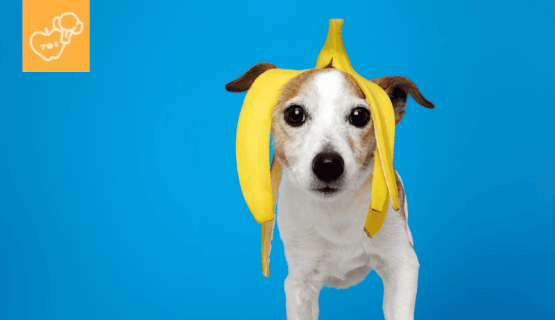 ¿Pueden los perros comer plátano? Todo lo que debes saber