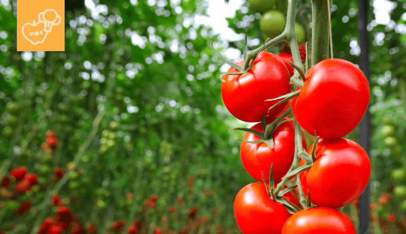 ¿Los perros pueden comer tomate?