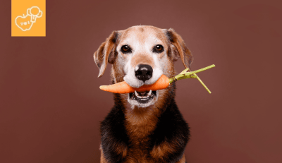 ¿Los perros pueden comer zanahoria?