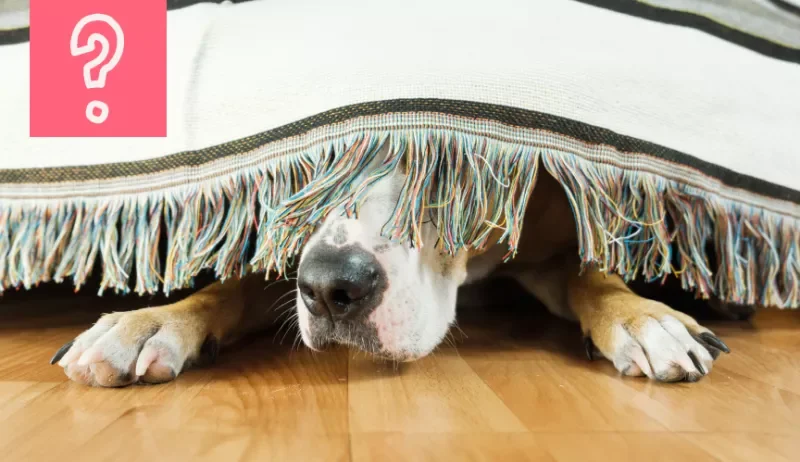 Cómo ayudar a tu perro a no tener miedo de los petardos en la noche de San Juan