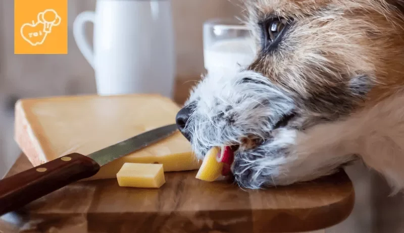 ¿Pueden los perros comer queso? Descubre qué tipos son seguros