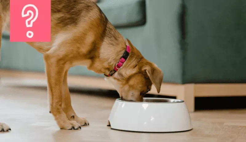 ¿Cuántas veces al día come un perro?