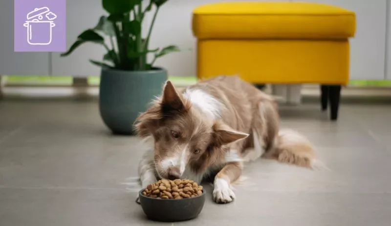 5 mitos de la alimentación para perros