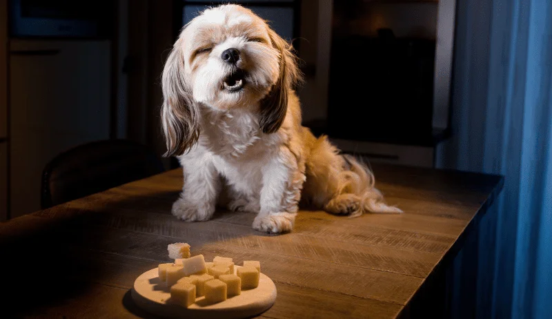 Tu perro disfrutará el queso como un snack delicioso.
