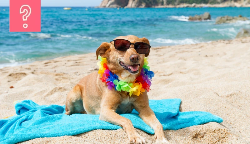 17 consejos y cuidados para refrescar a tu perro en verano