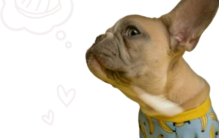 Perro mirando hamburguesa