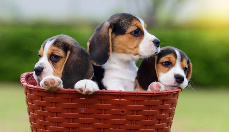 Cachorritos de beagle en un cesto