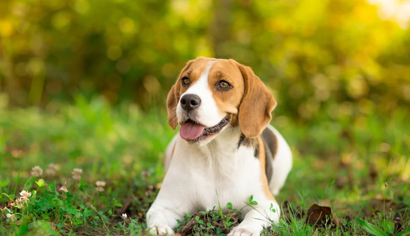 Perro beagle tranquilo
