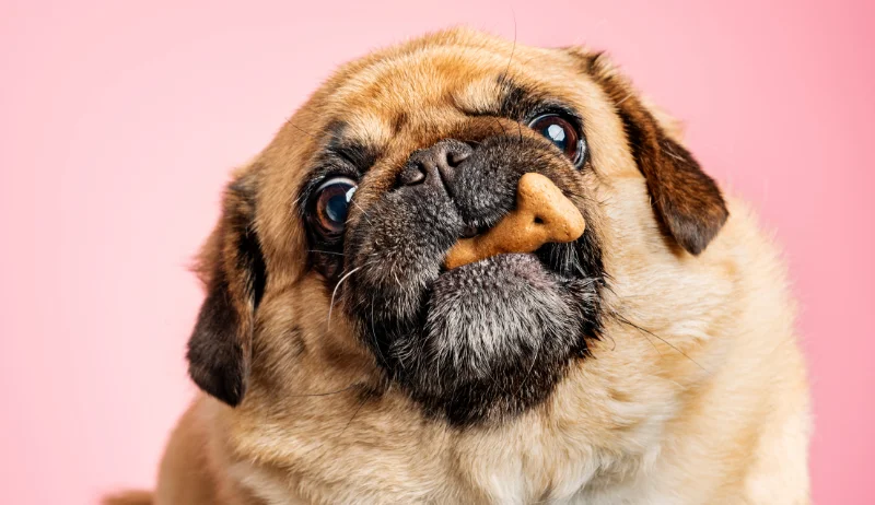 Cachorro de pug comiendo un snack
