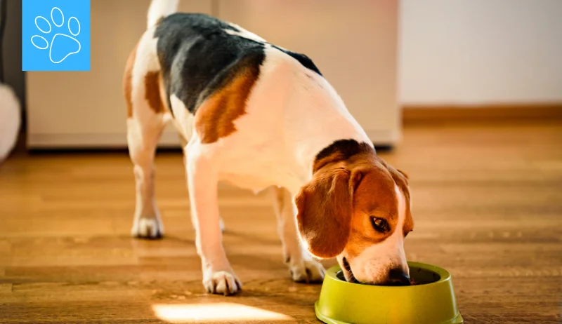 Comida natural cocinada para Beagle: ¿cuál es la mejor?