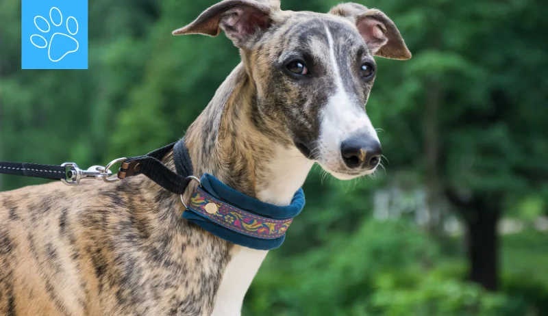 La mejor comida natural para un galgo
