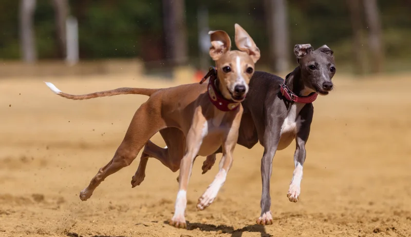 Cachorros de galgo corriendo