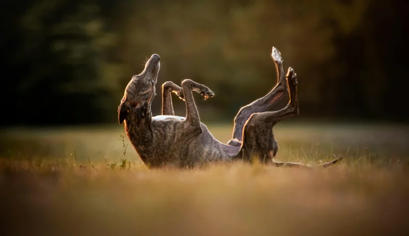 Galgo jugando