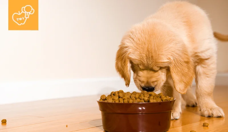 Guía de alimentación para tu cachorro peludo