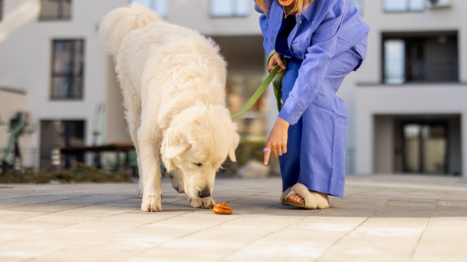 ¿Por qué mi perro se come la caca? ¡Te lo explicamos!