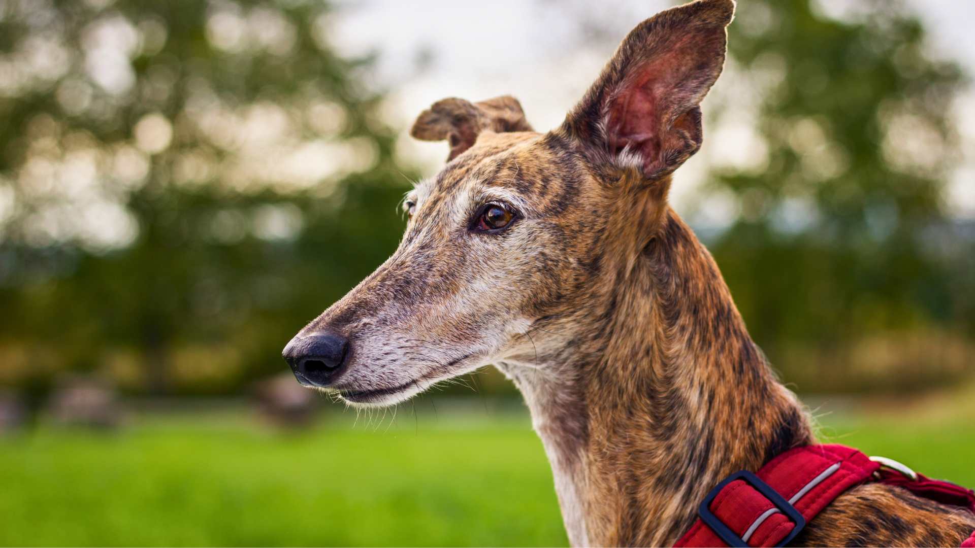 Galgo Español: Historia, carácter y cuidados esenciales