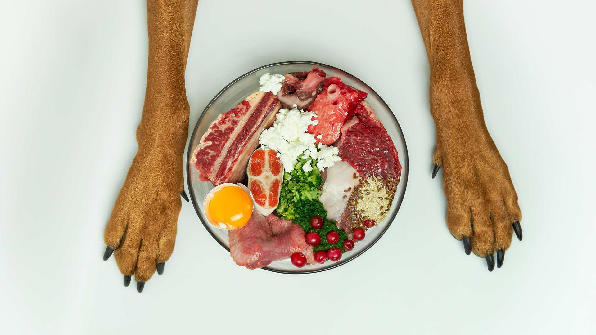 Los mejores alimentos naturales para perros