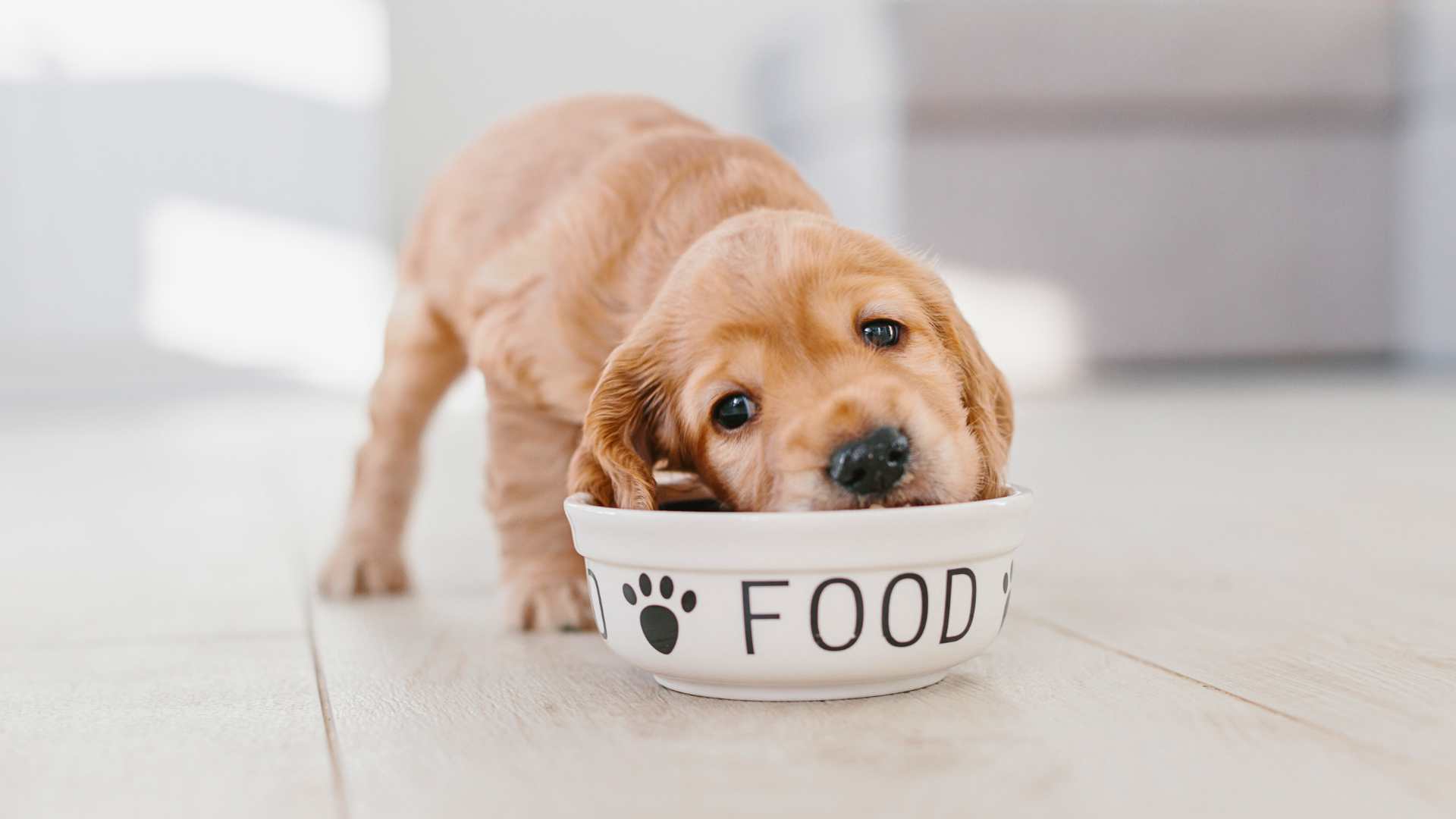 Calculadora comida casera perros