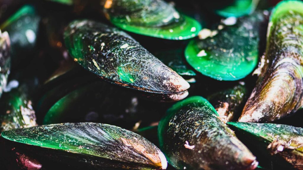 mejillon-labio-verde