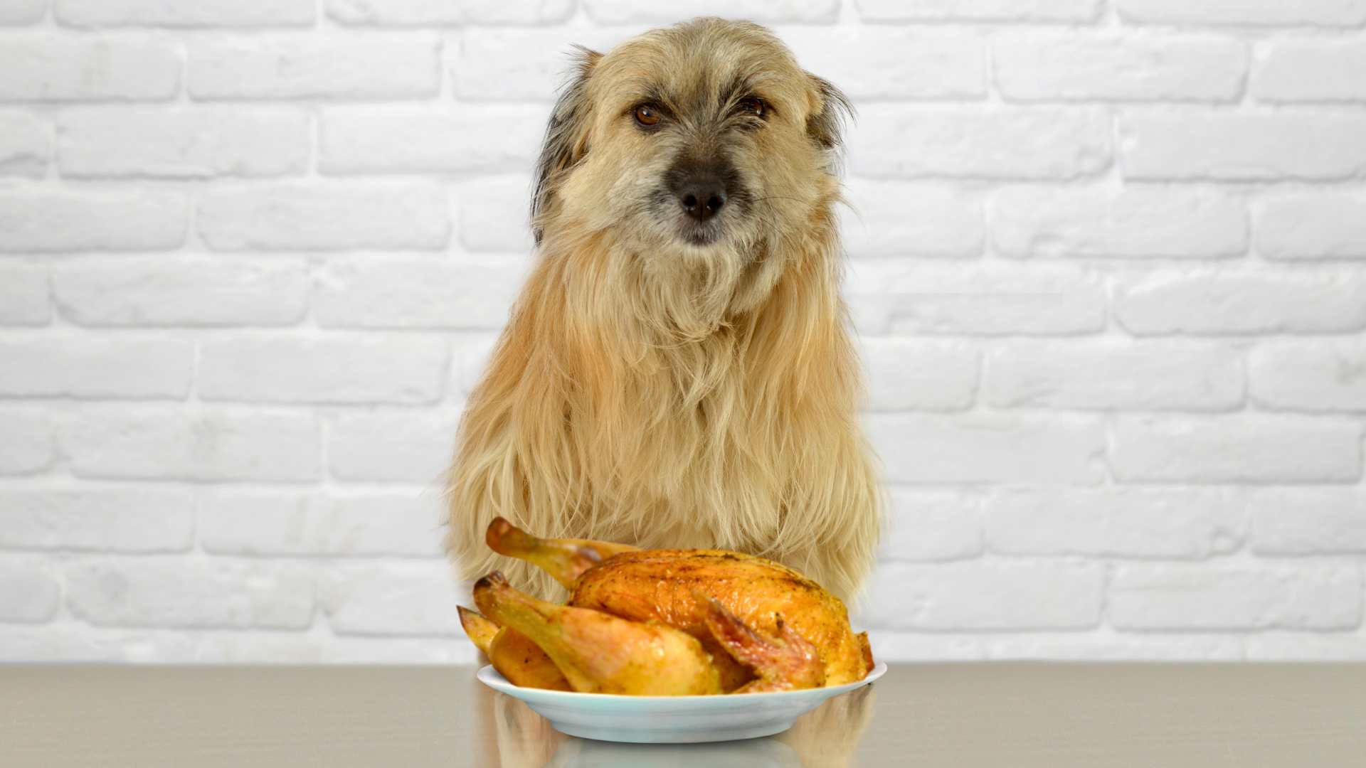 ¿Pueden los perros comer huesos de pollo?