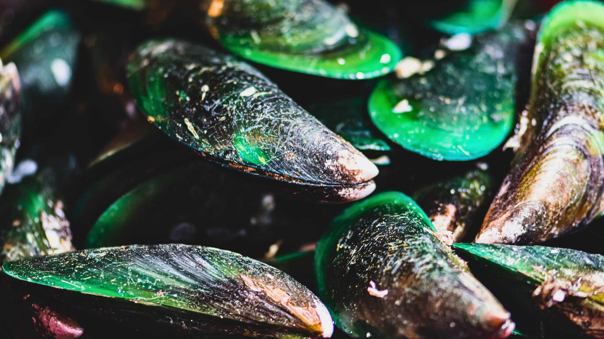 Mejillón de labios verdes: beneficios y propiedades para perros