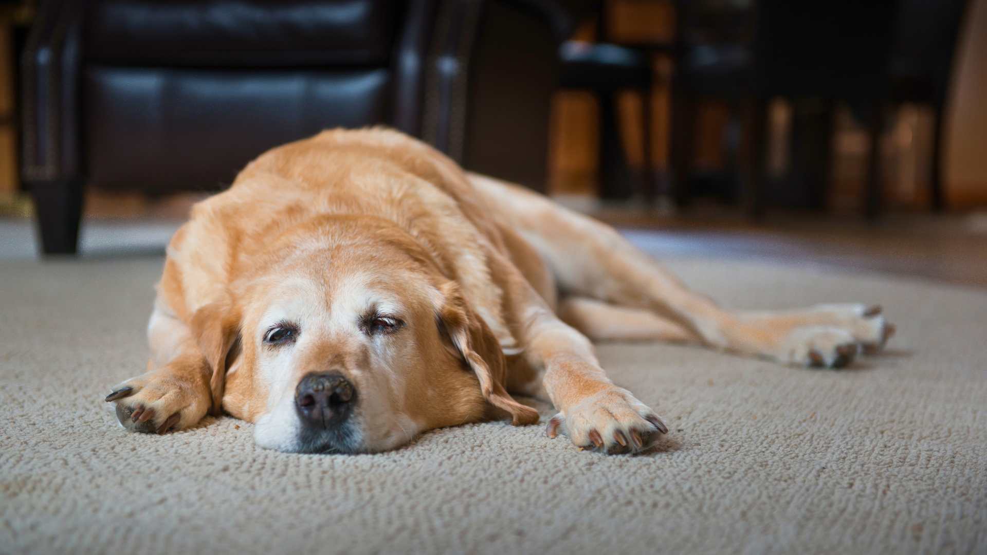 Alimentos prohibidos para perros con problemas hepáticos