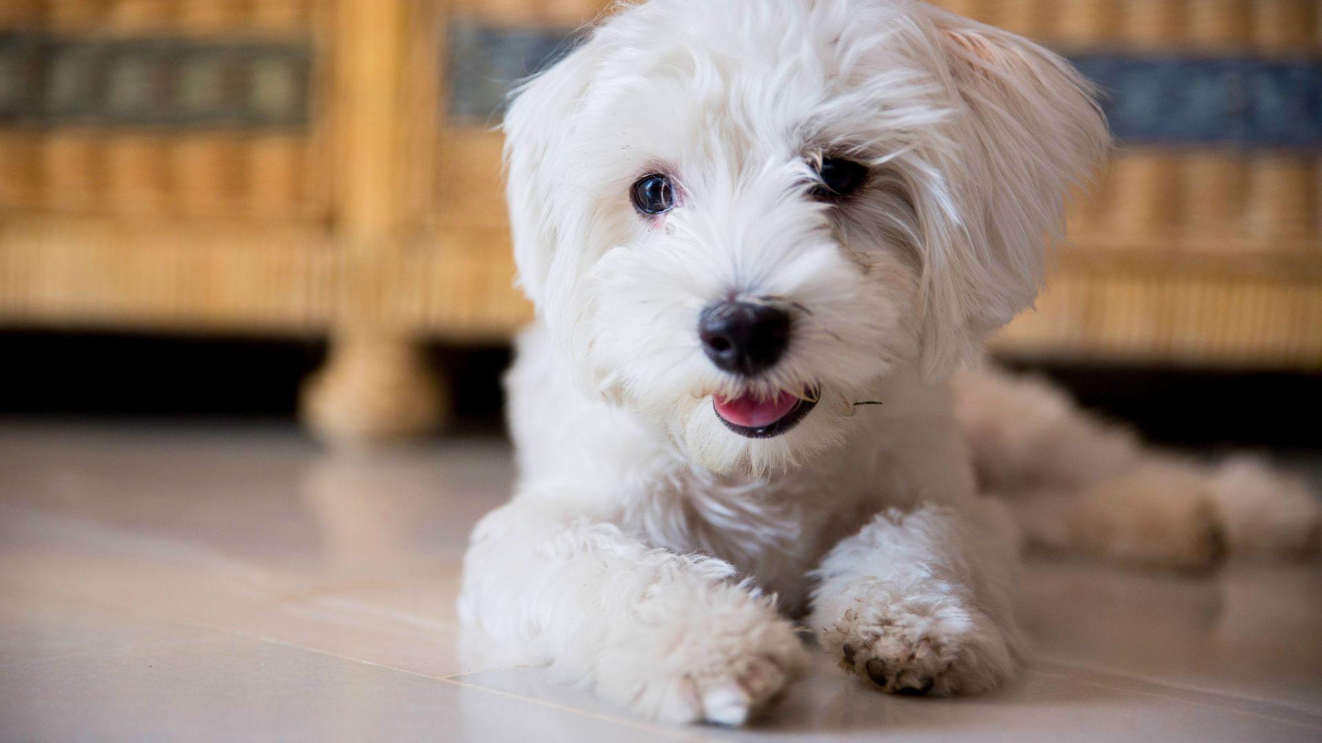 Bichón Maltés (Maltese): guía completa de cuidados