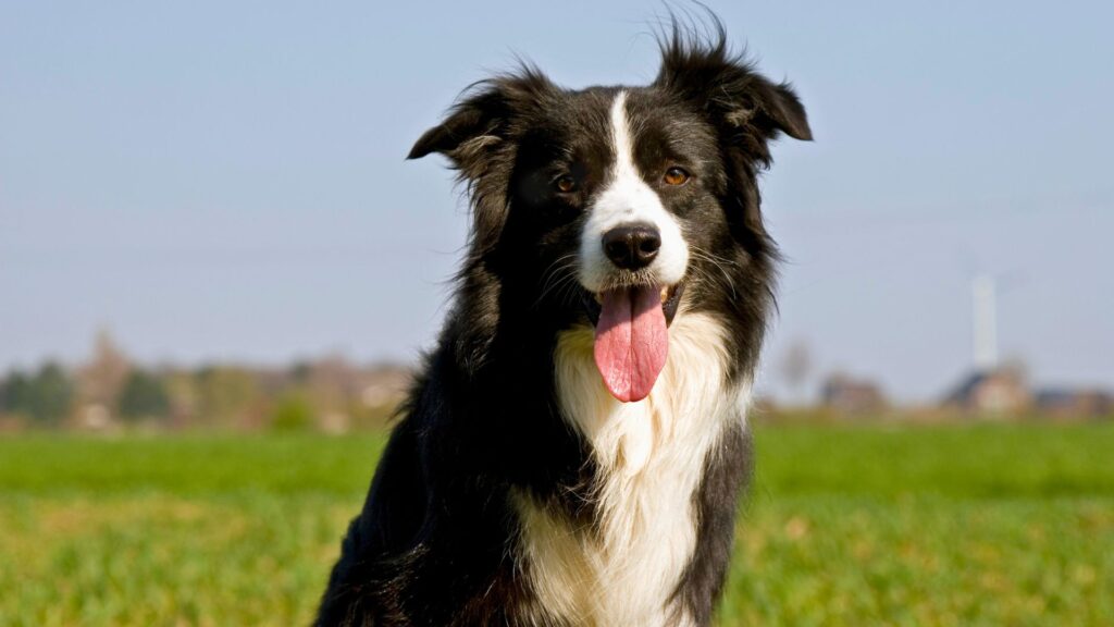 border-collie