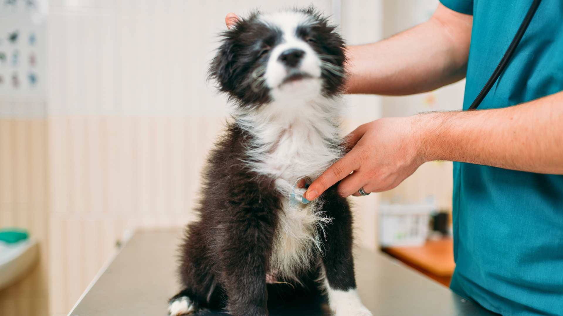 Coccidios en perros: síntomas, tratamiento y prevención