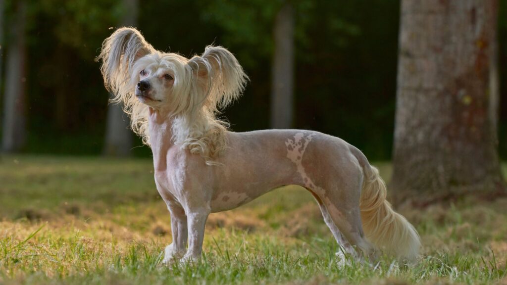crestado-chino-raza-perro