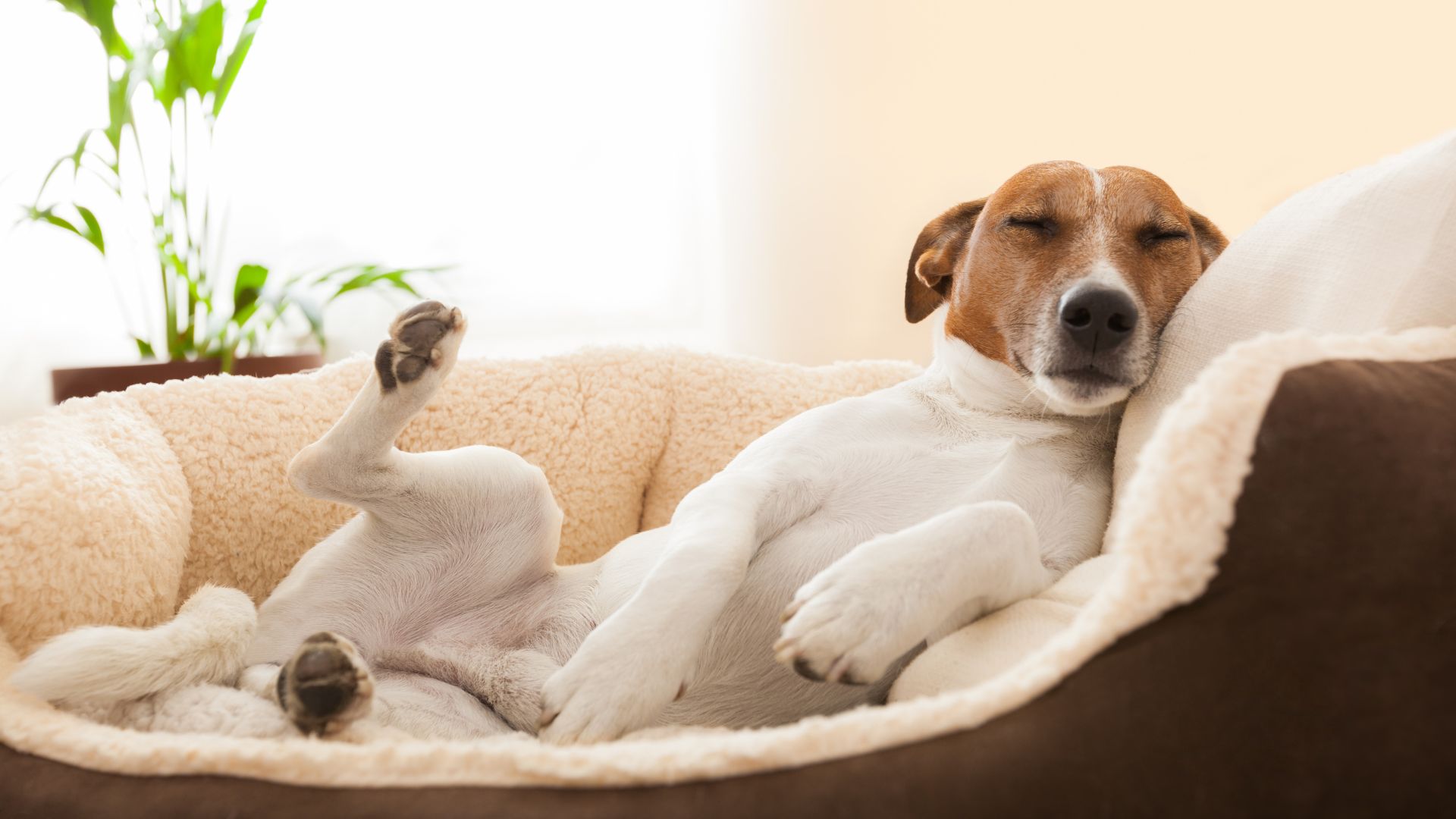 ¿Cuánto tarda un perro en hacer la digestión? Guía completa