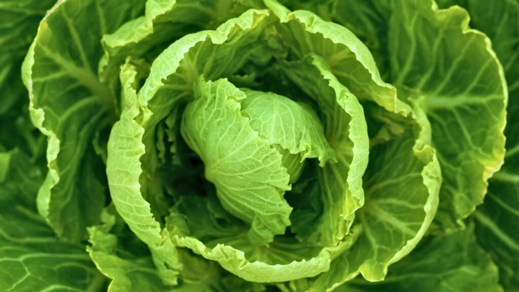 lechuga-perros