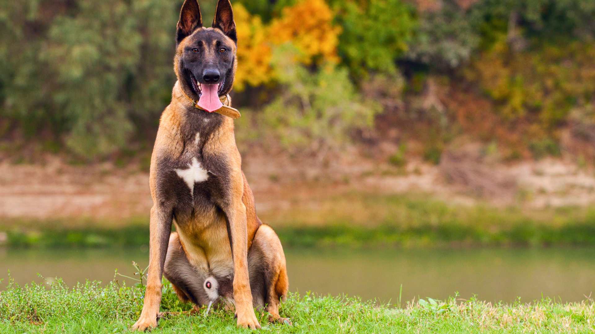 Pastor Belga Malinois: Guía completa de cuidado y bienestar