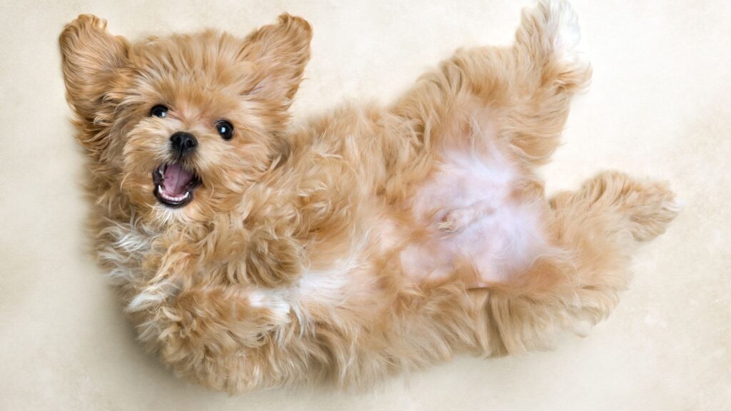 maltipoo