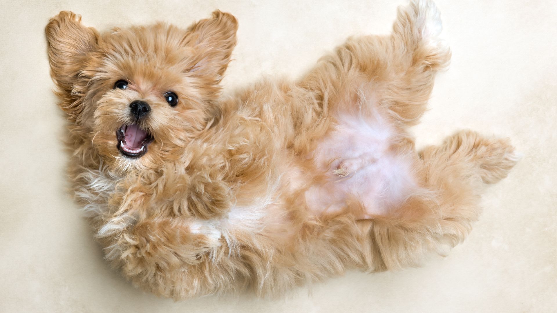 Maltipoo: Todo lo que Debes Saber de este Cruce