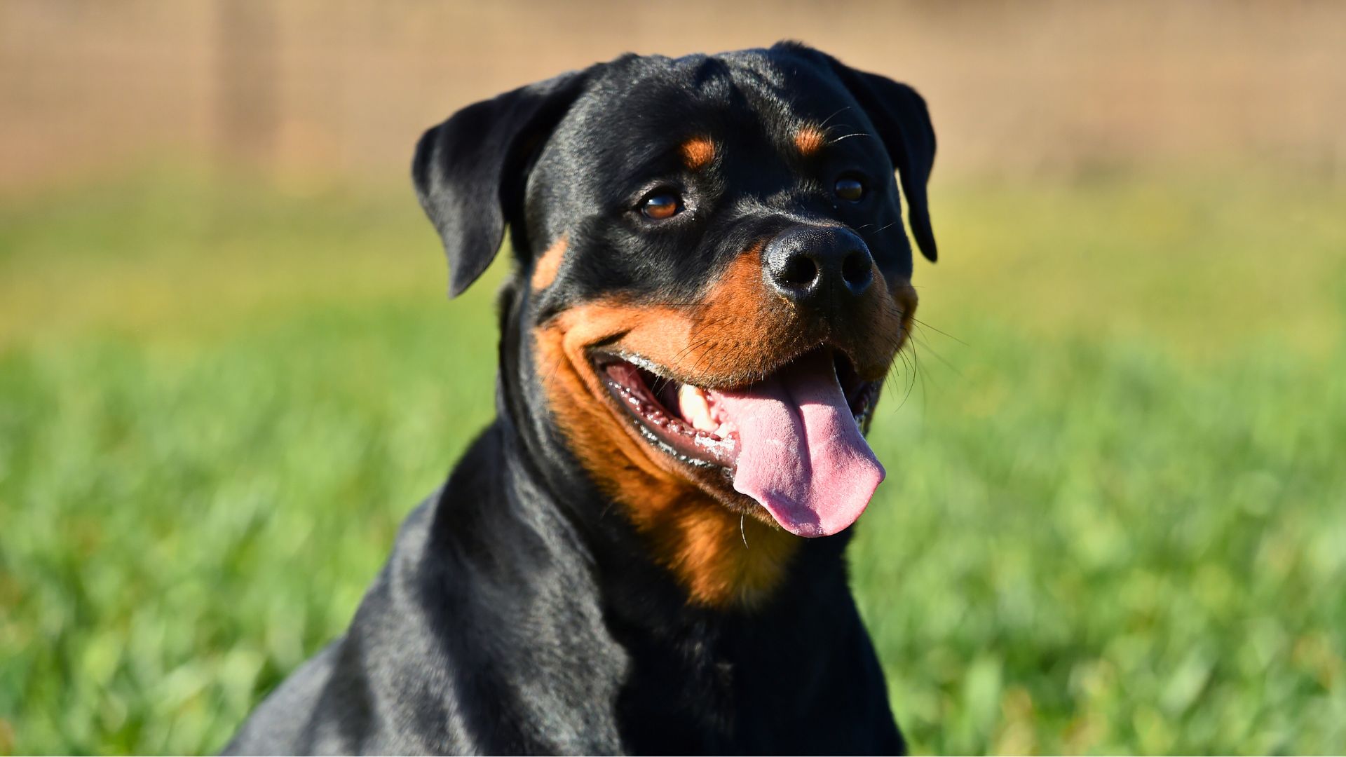 Razas de perros grandes: descubre las más populares