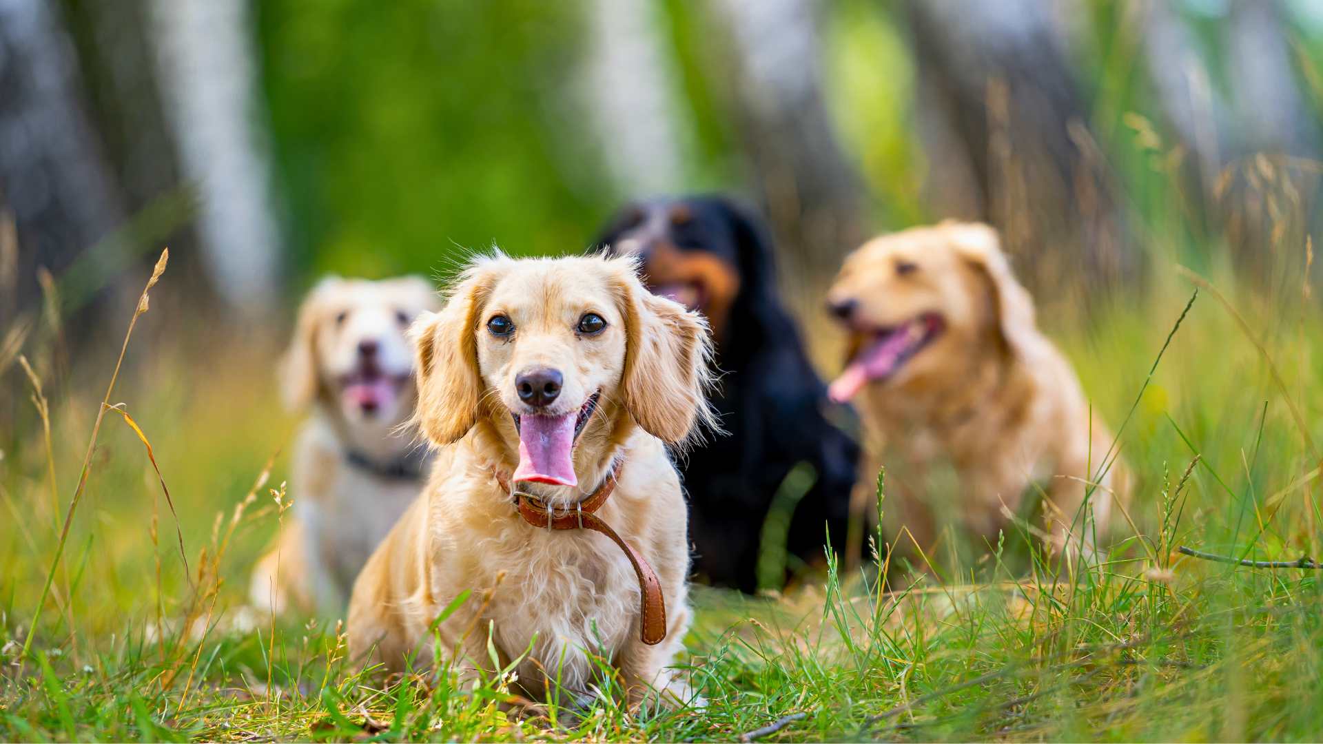 Los mejores perros pequeños en casa: Guía completa 2025