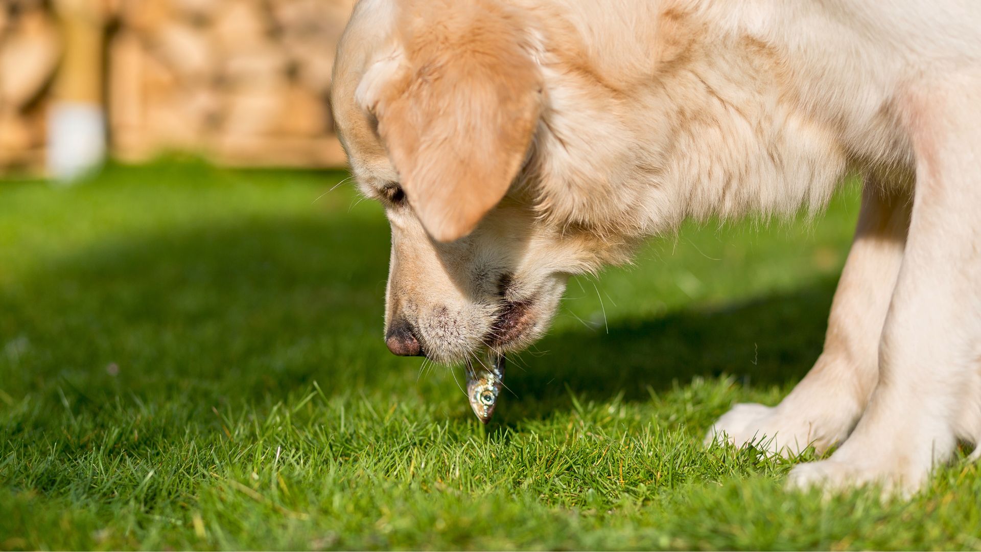 ¿Los perros pueden comer pescado? – Guía completa