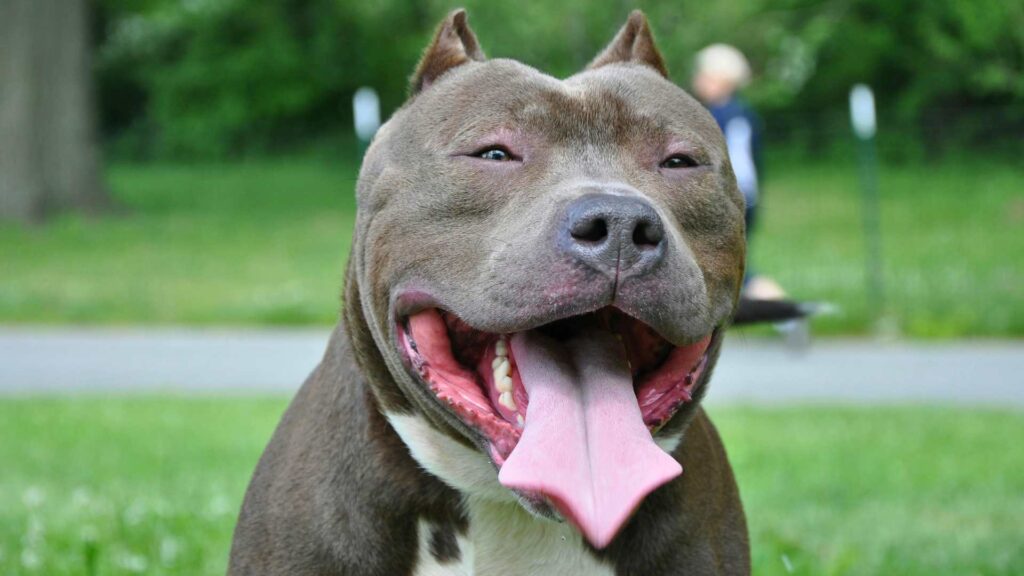 pitbull-perro