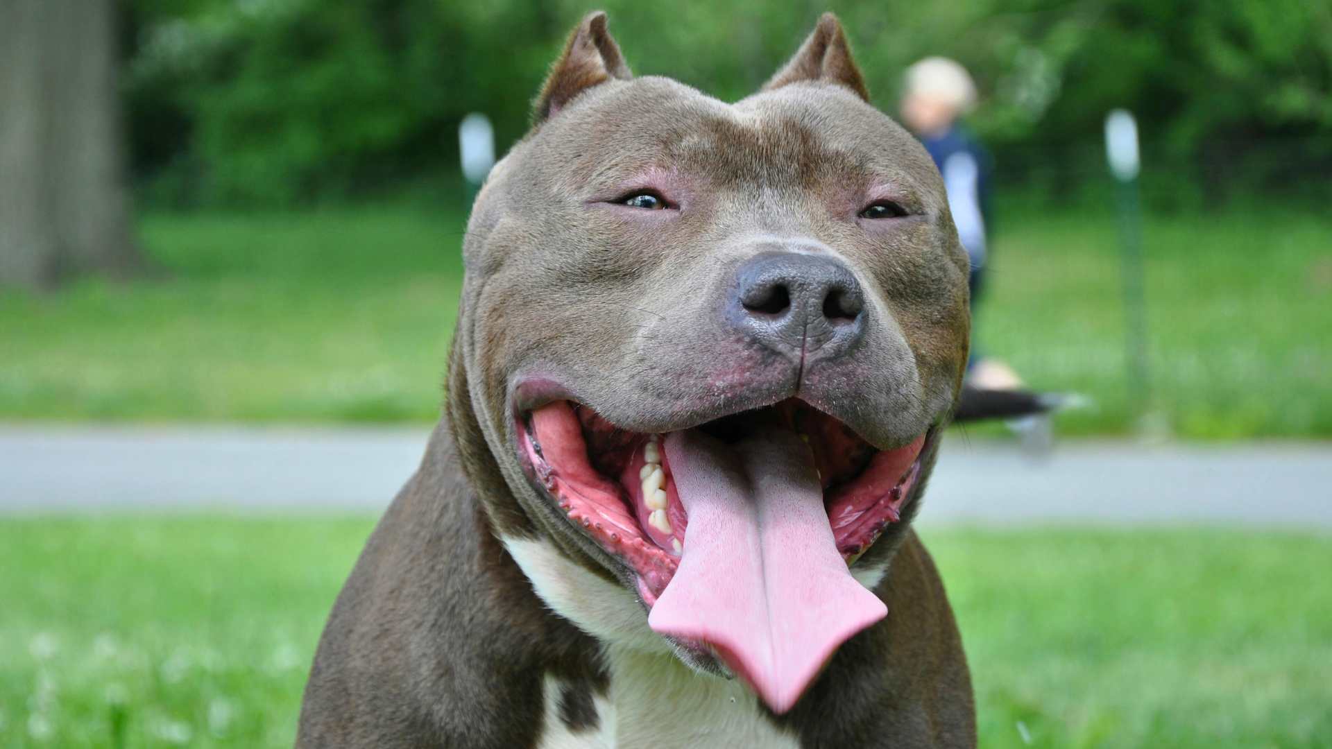 Pitbull: todo sobre su carácter, cuidados y alimentación natural