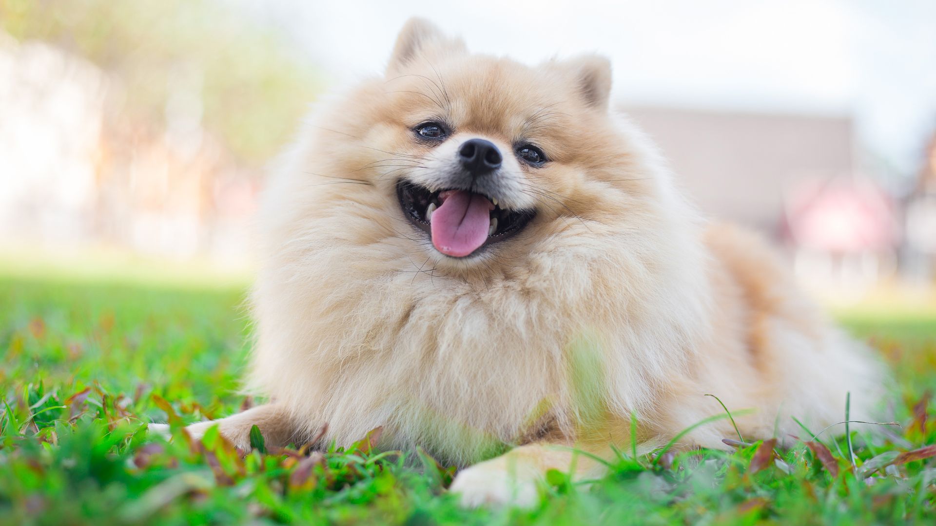 Alimentación natural pomerania; ¿Cuál es la mejor?