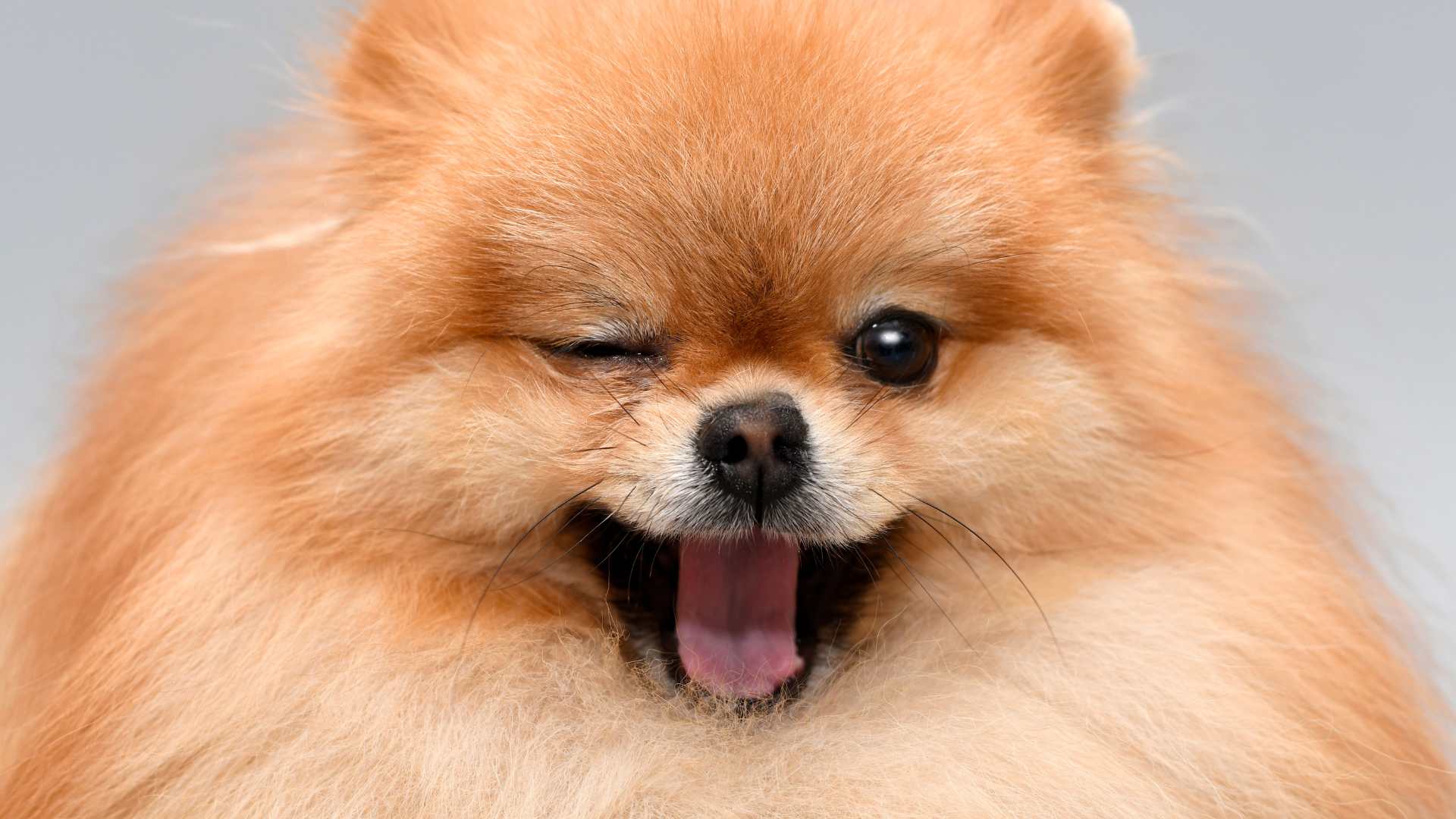 Pomerania: Guía completa de cuidado y consejos