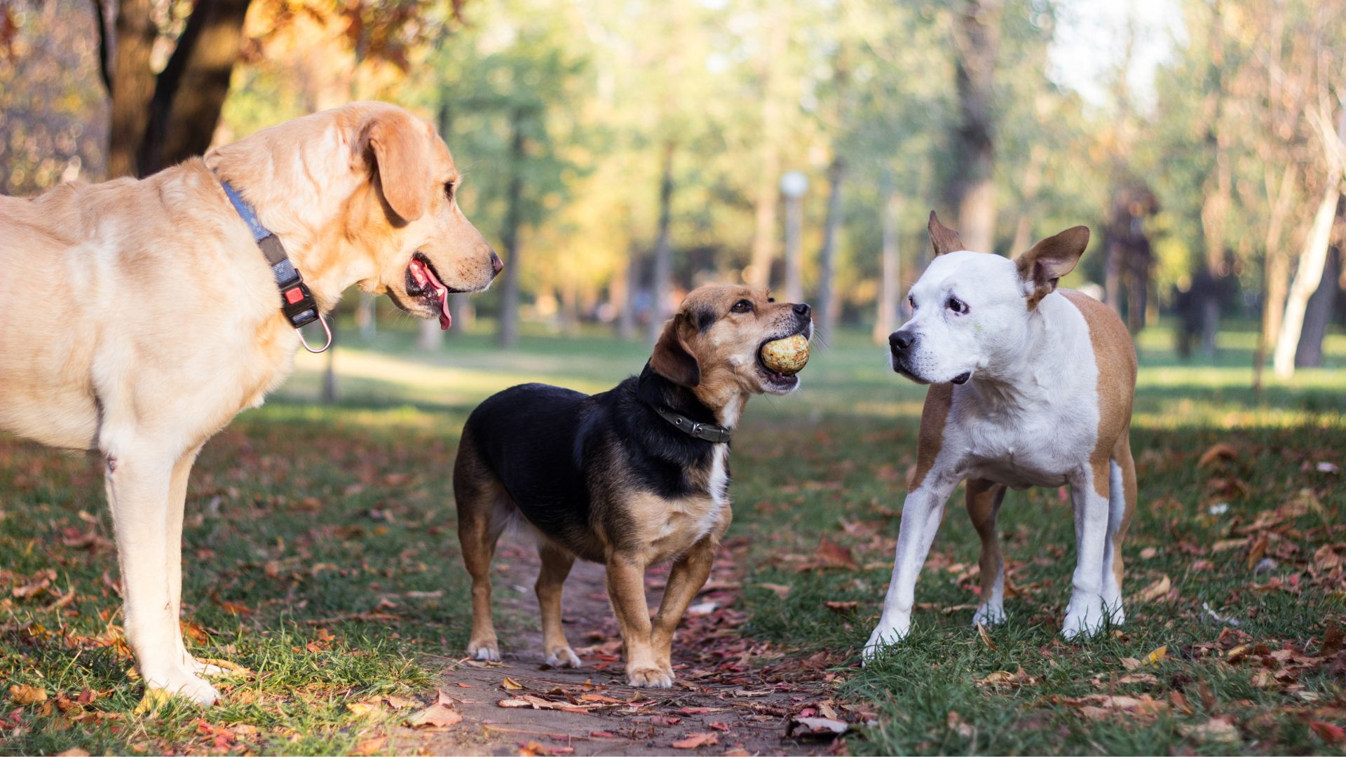 Guía de razas de perros: descubre cuál es ideal para ti