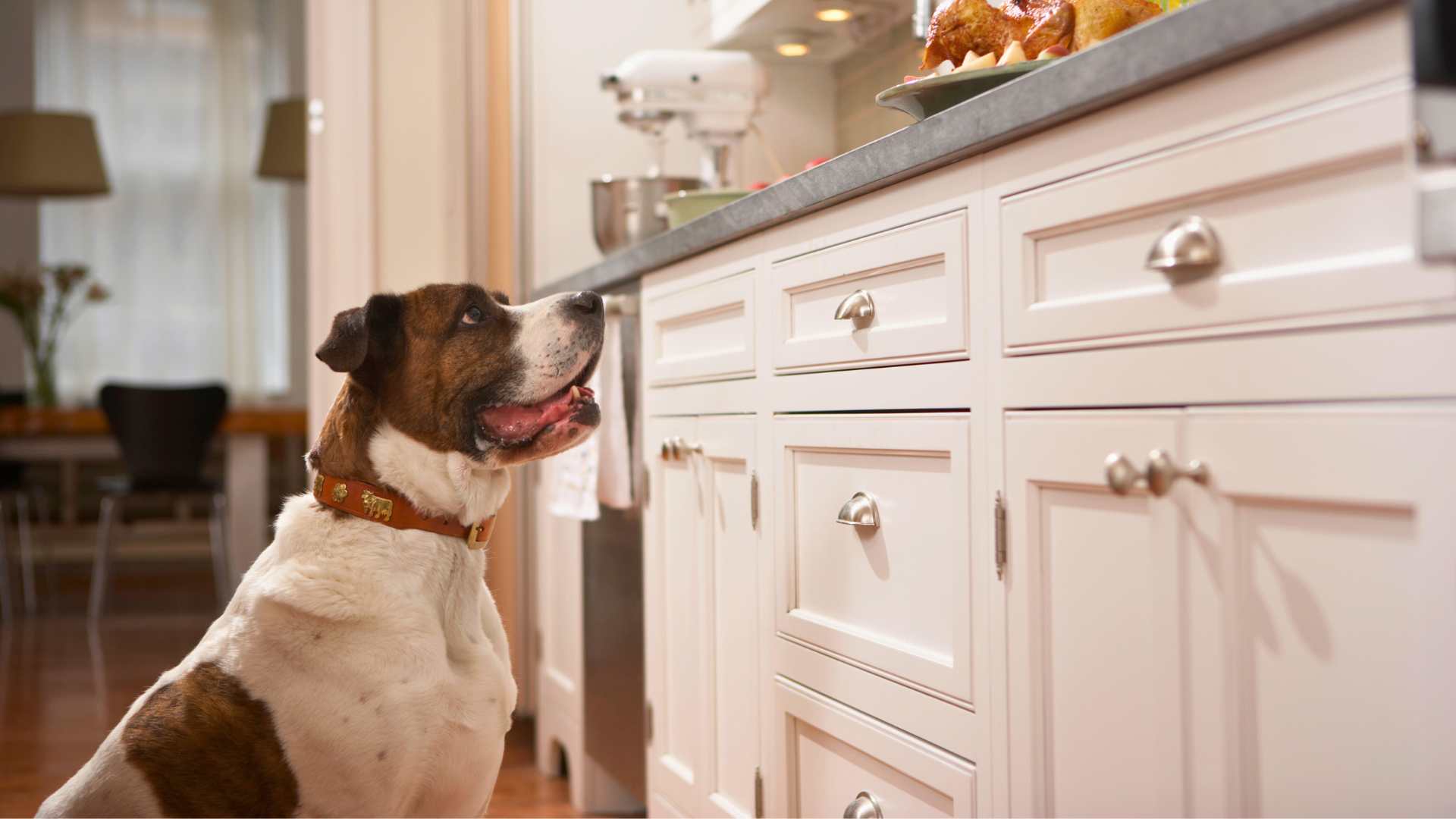 Receta para perros: ideas saludables y fáciles de preparar
